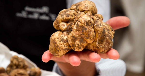 Montà e il Tartufo Bianco d’Alba: il paese si racconta su 24 pannelli lungo il centro storico – Torino Cronaca – Notizie da Torino e Piemonte